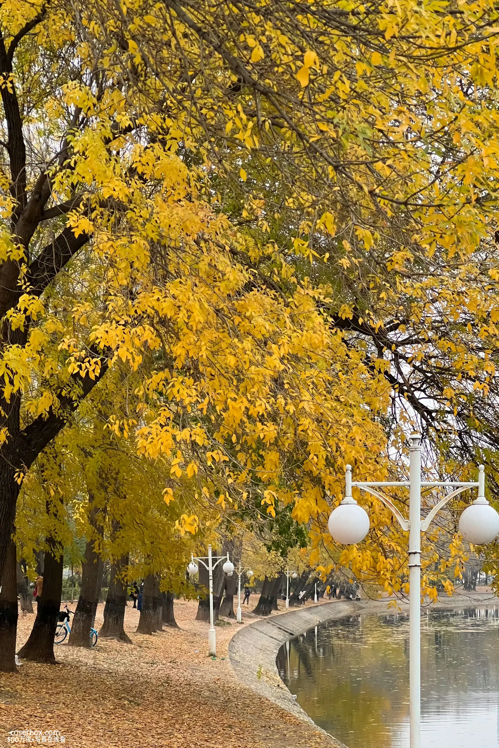 violet薇薇安 2023.11.25 金色秋天 - 在线看可下载原图