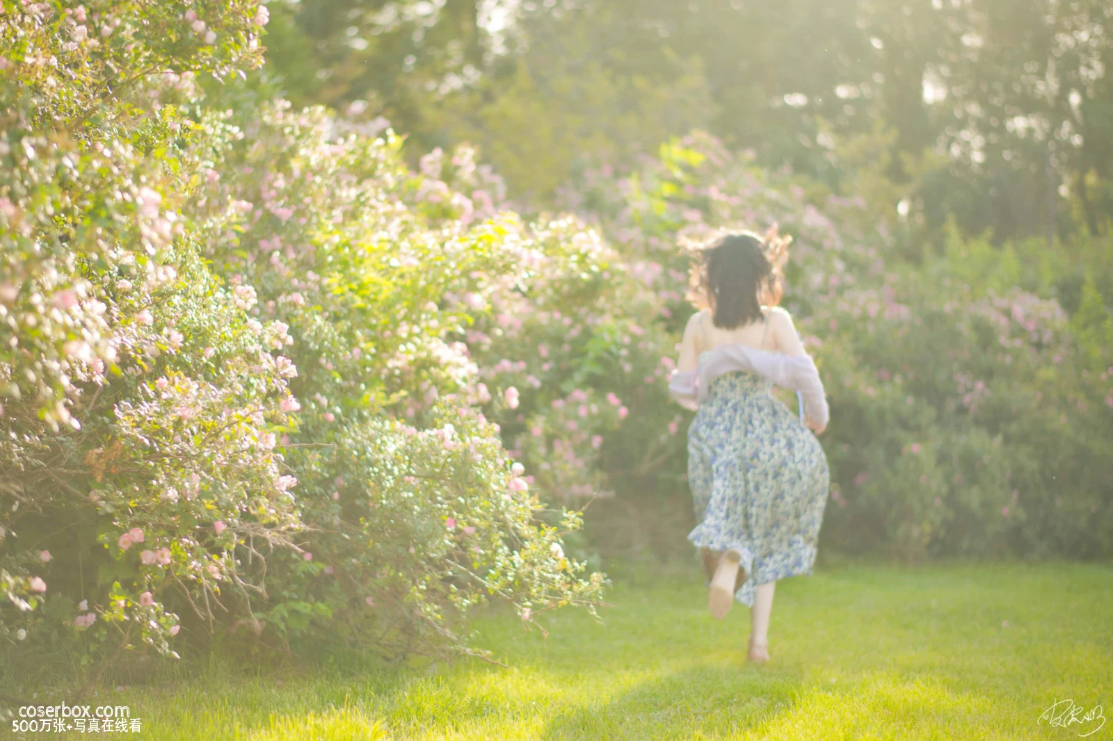 皮皮奶 2025.11.27 蔷薇花 - 在线看可下载原图