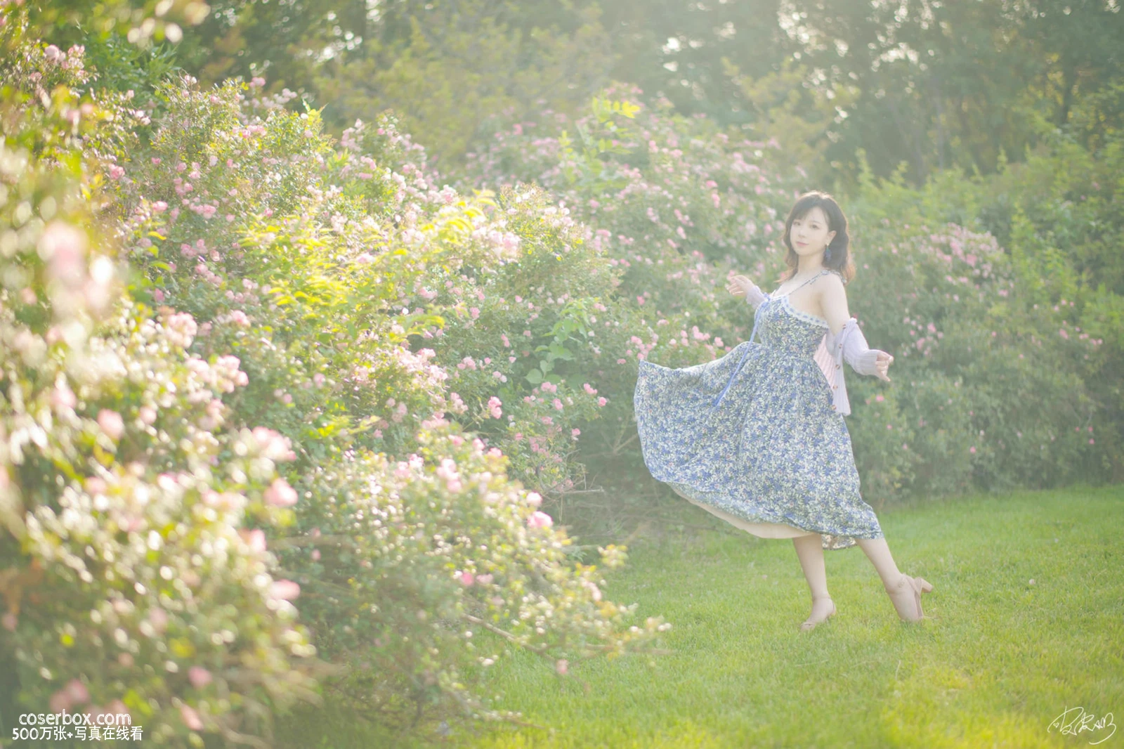 皮皮奶 2025.11.27 蔷薇花 - 在线看可下载原图