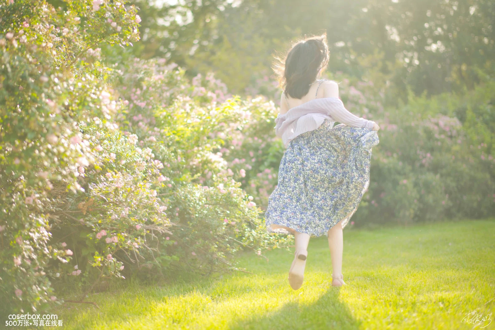 皮皮奶 2025.11.27 蔷薇花 - 在线看可下载原图