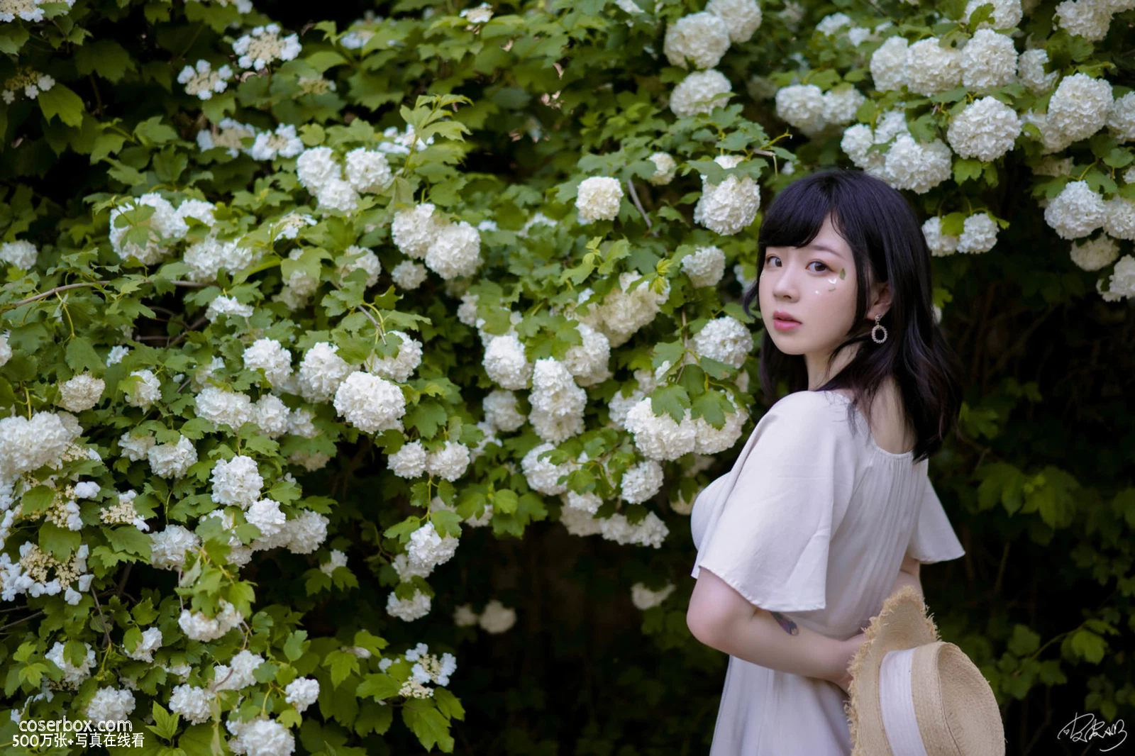 皮皮奶可可爱了啦 2025.12.23 绣球花 - 在线看可下载原图