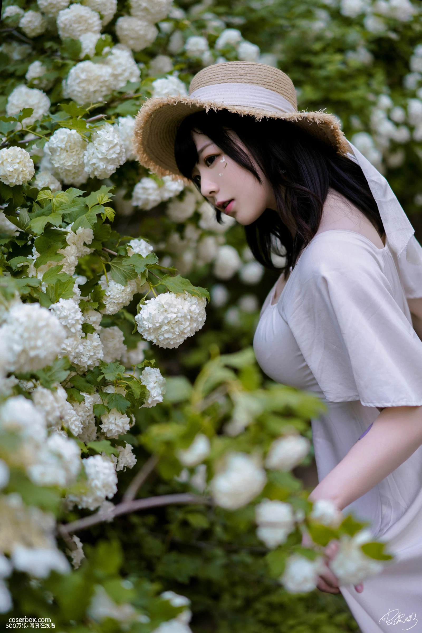 皮皮奶可可爱了啦 2025.12.23 绣球花 - 在线看可下载原图