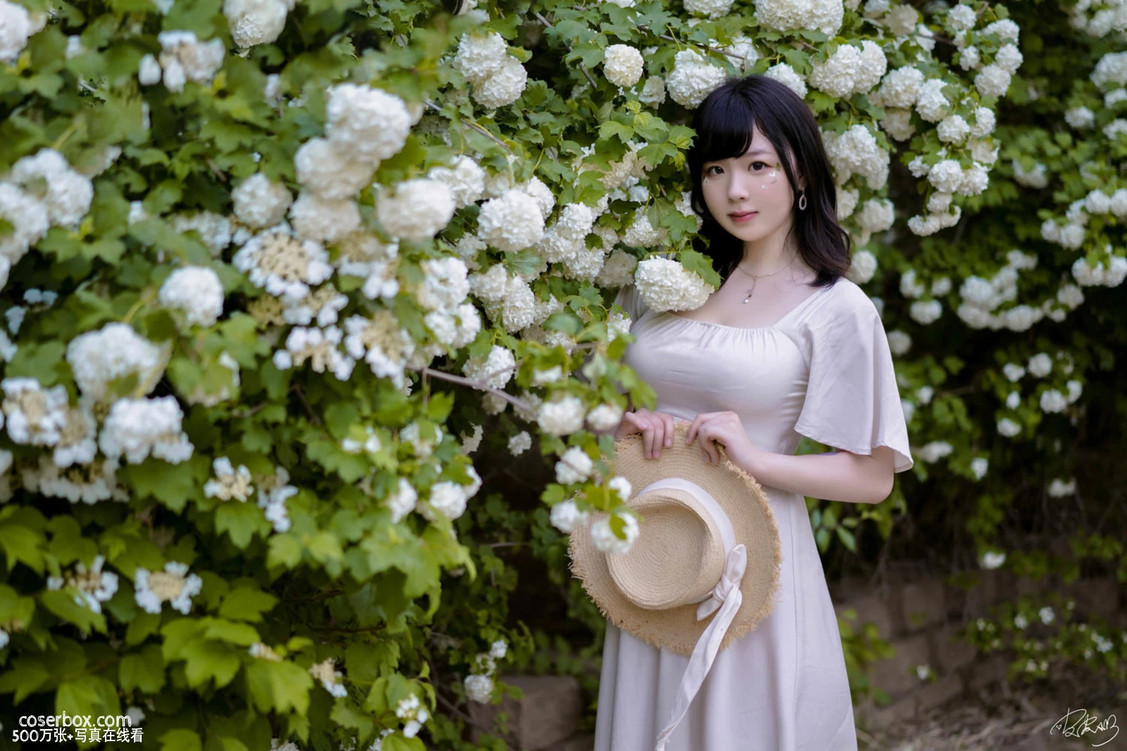 皮皮奶可可爱了啦 2025.12.23 绣球花 - 在线看可下载原图